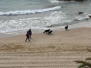 Una propuesta para que no se permita el acceso de los perros a la playa y/o delimitar una zona.