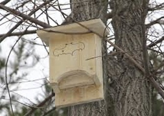 Instalación de cajas nido de murciélagos y pajáros insectívoros 